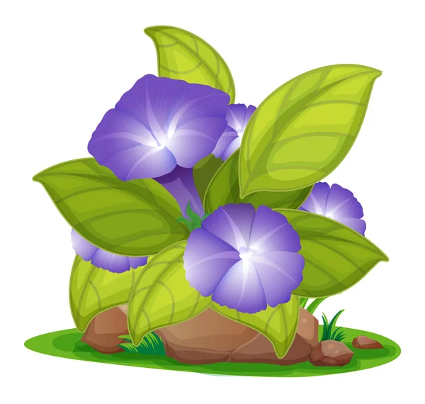 Purple Morning gloire dans le jardin — Image vectorielle
