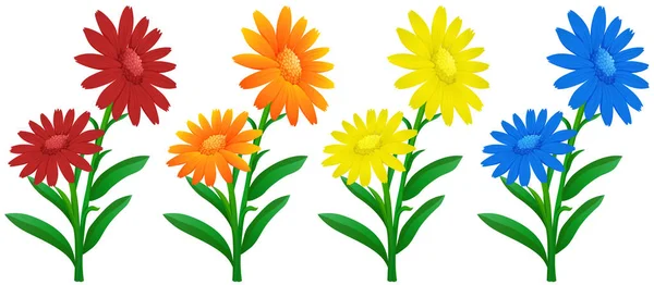 Calendula flowers in four colors — Stock Vector