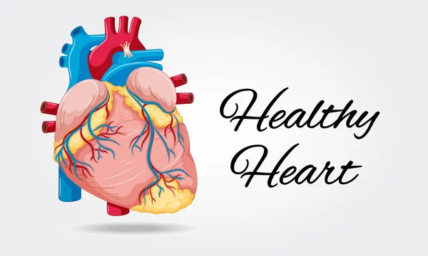 Diagrama sano del corazón sobre fondo blanco — Vector de stock