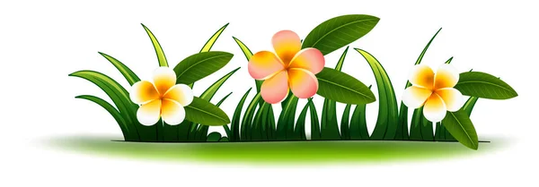Plumeria flores en hierba verde — Vector de stock