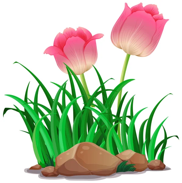 Flores de tulipa rosa no jardim — Vetor de Stock
