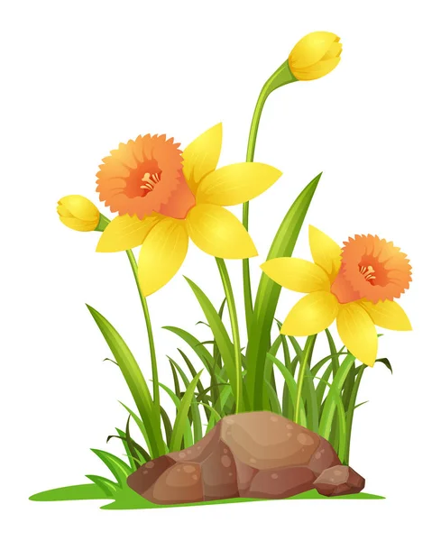 Daffodil flowers in garden Vector Graphics