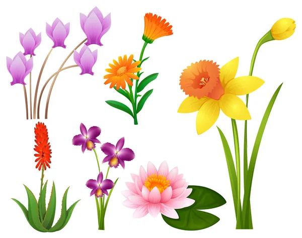 Different kinds of tropical flowers Stock Vector