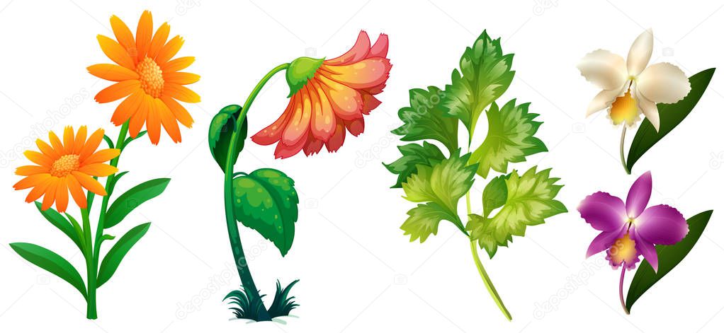 Different types of flowers and leaves
