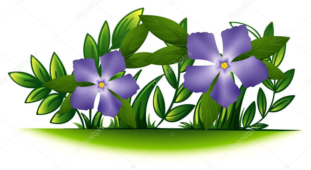 Purple periwinkle flowers in the green bush