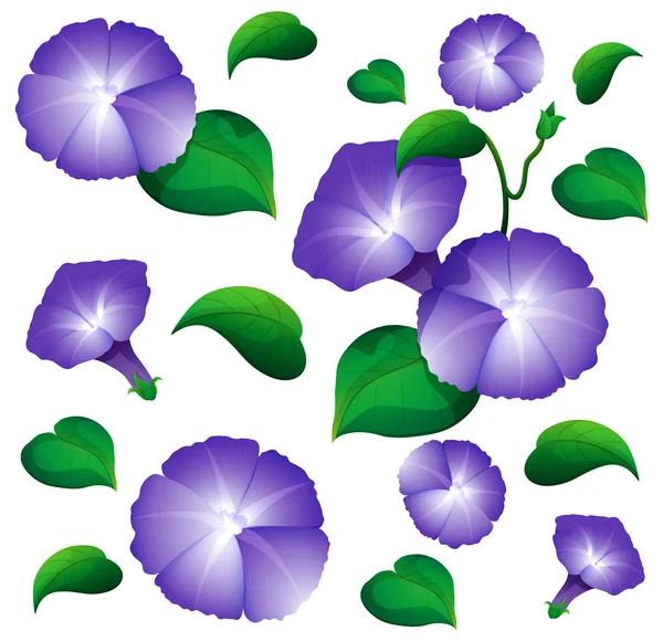 Seamless background design with morning glory flowers — Stock Vector