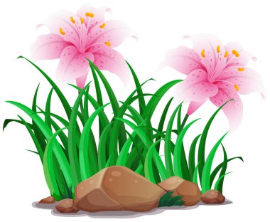 pembe lily Çiçek Bahçe