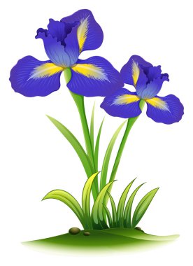 Blue iris flowers in bush clipart