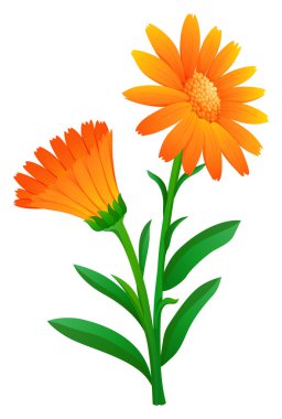 Calendula turuncu renkli
