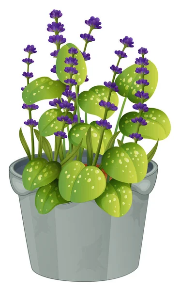 Lavender flowers in flowerpot — Stock Vector