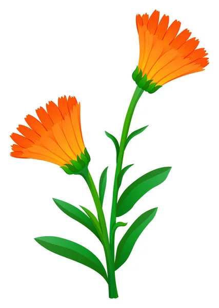 Flores de calêndula na cor laranja —  Vetores de Stock