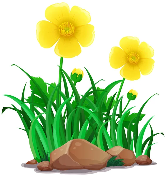 Buttercups flores na cor amarela —  Vetores de Stock