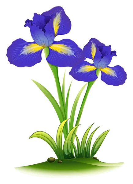 Kwiaty niebieskie tęczówki w buszu — Wektor stockowy