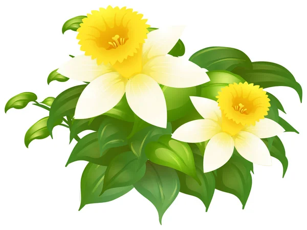 Flores de daffodil em arbusto — Vetor de Stock