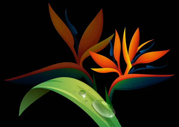 Paradisfågeln blomma på svart bakgrund — Stock vektor