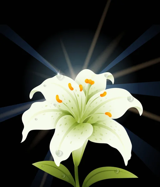 White lily with black background — Stock Vector