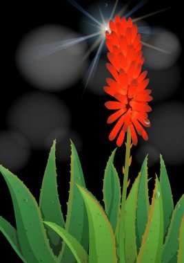 Aloe vera çiçek siyah arka plan üzerine