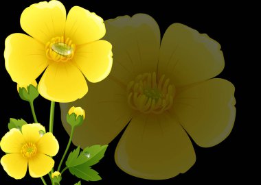 Yellow buttercup flowers with black background clipart