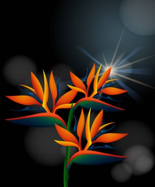 siyah arka plan üzerinde cennet kuşu çiçeği