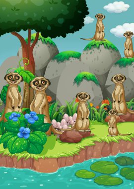 Many meerkats by the river clipart