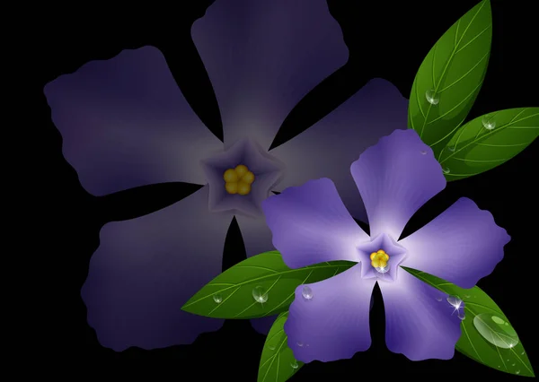 Μυρτιά μοβ λουλούδια σε μαύρο φόντο — Διανυσματικό Αρχείο