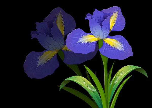 Flor irlandesa púrpura sobre fondo negro — Vector de stock