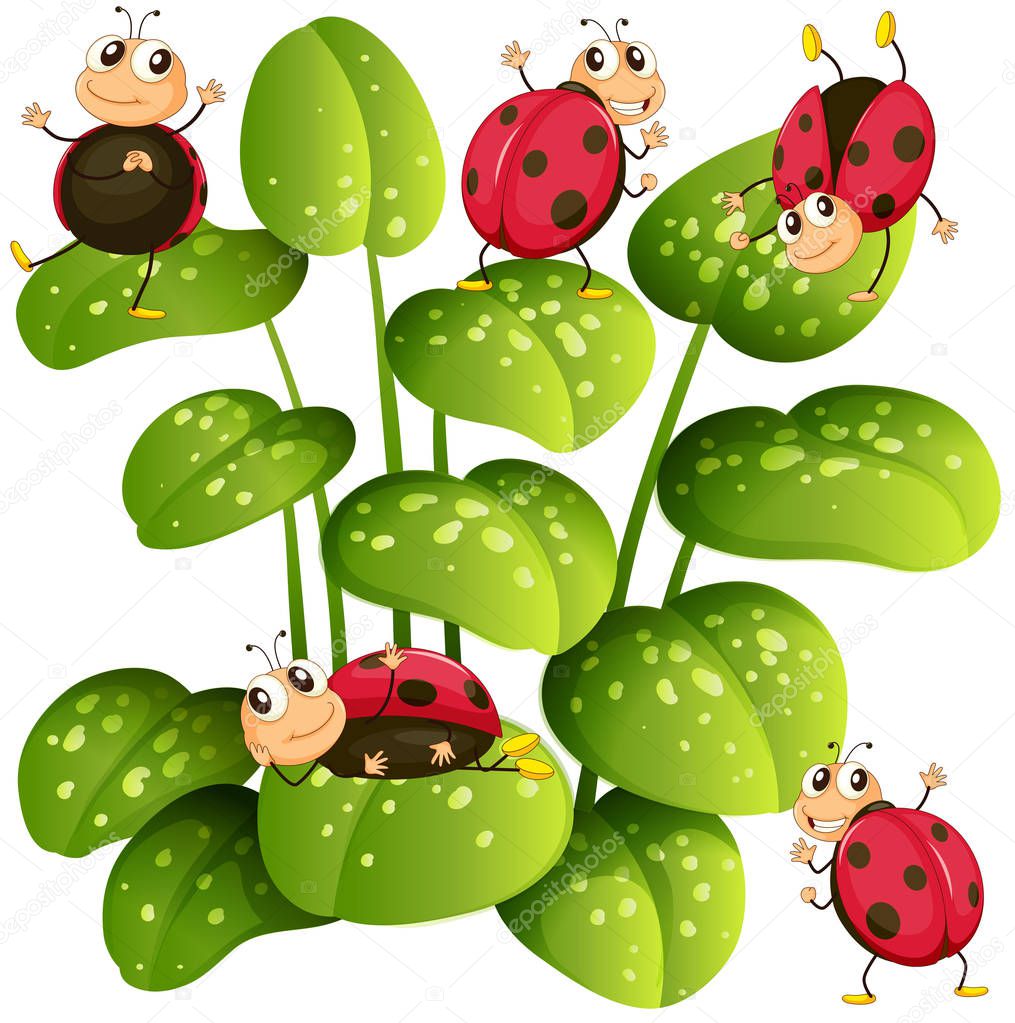 Ladybugs on green leaves