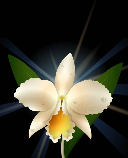 Orquídea blanca sobre fondo negro — Vector de stock