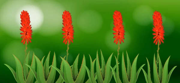 Aloe vera flores no jardim — Vetor de Stock