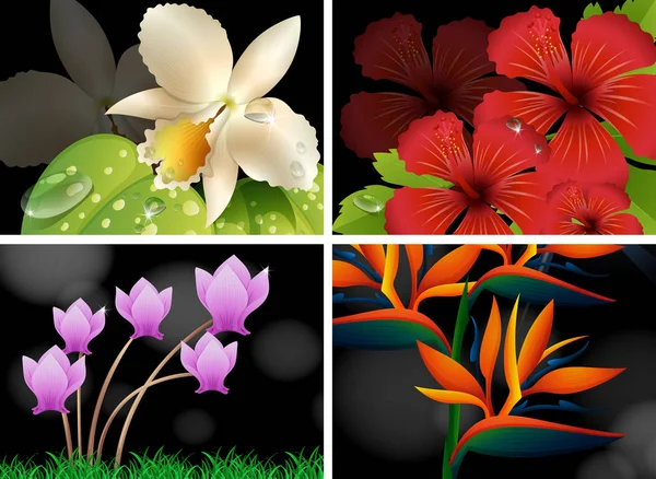 Different types of flowers with black background — Stock Vector