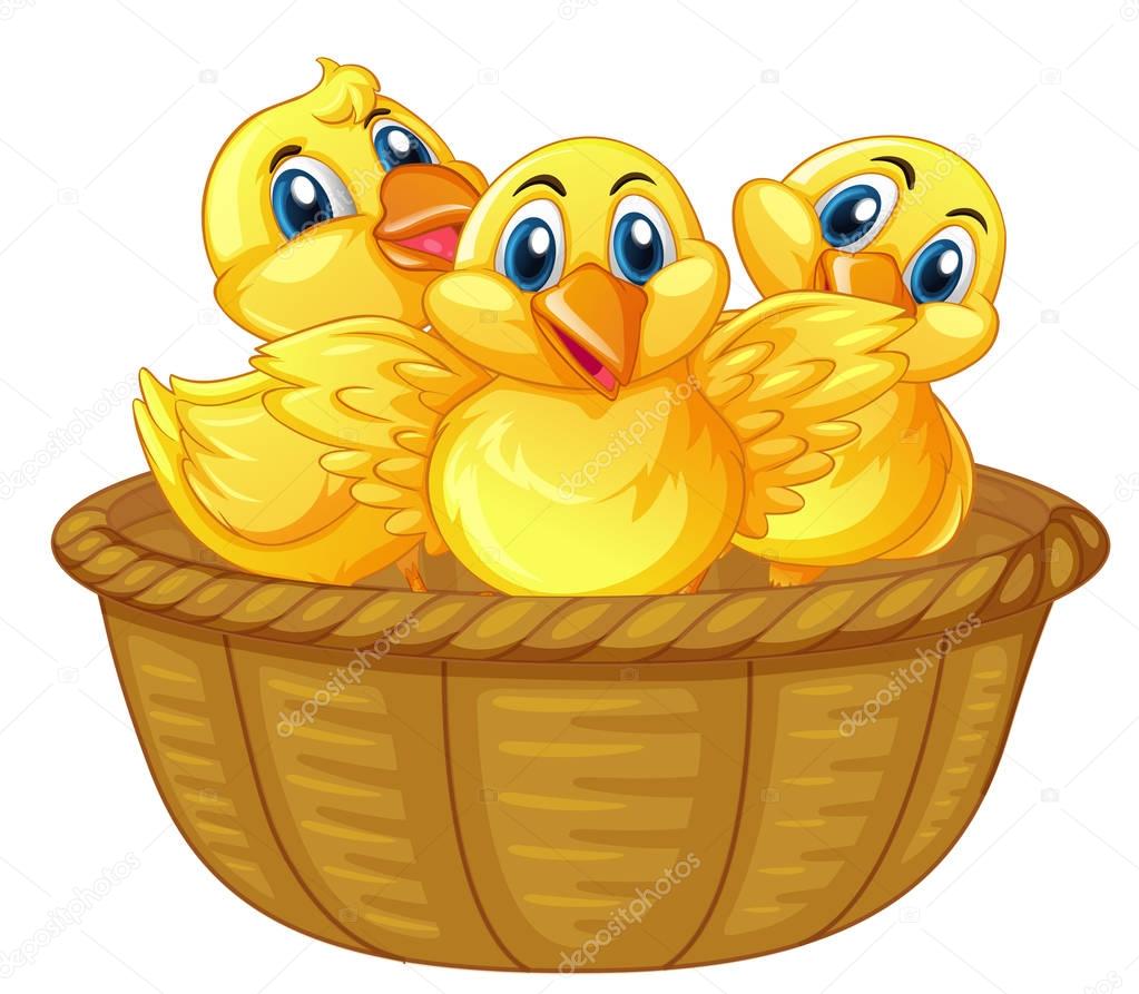 Three little chicks in basket