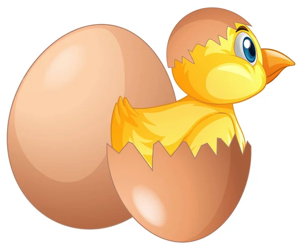 Chick comes out of egg — Stock Vector