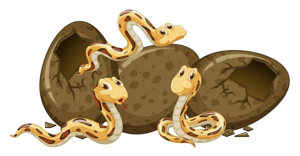 Three baby snakes and eggs — Stock Vector