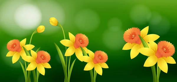 Flores de narciso con fondo borroso — Vector de stock