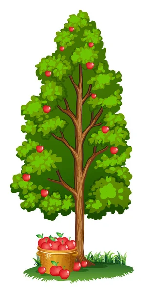 Czerwone jabłko drzew i jabłka w koszyku — Wektor stockowy