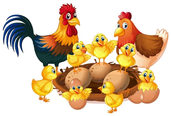 Familia de pollos sobre fondo blanco — Vector de stock