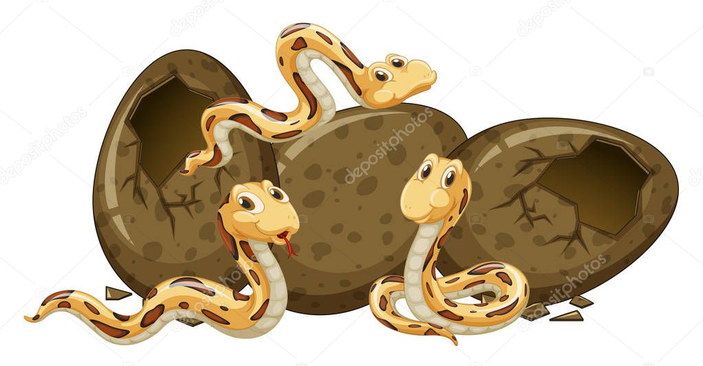Three baby snakes hatching eggs