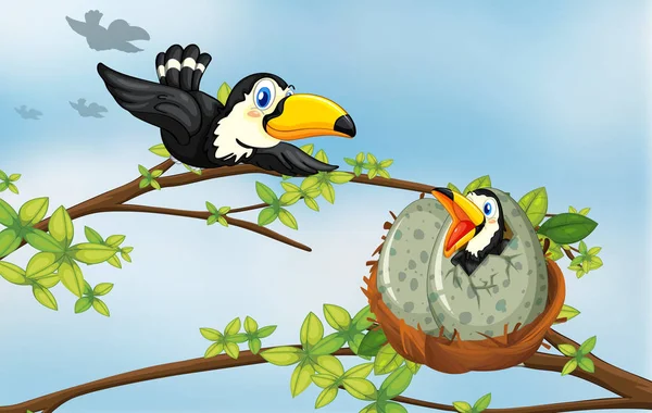 Oiseaux toucans sur le nid — Image vectorielle