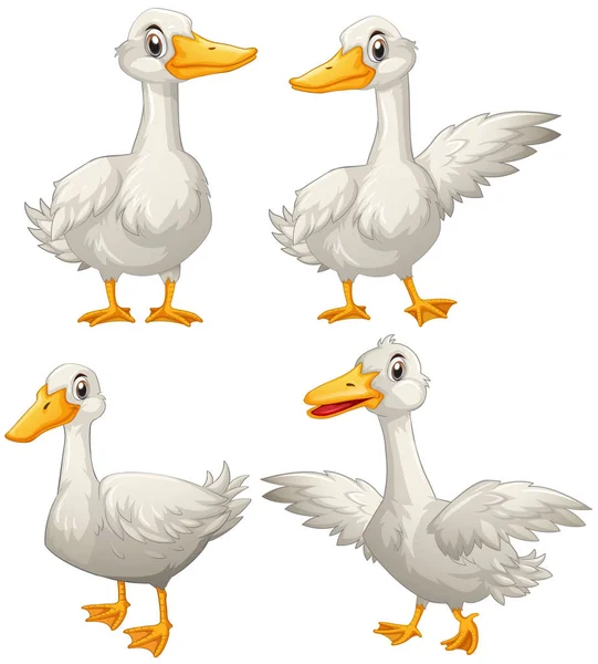 Duck in four different actions — Stock Vector