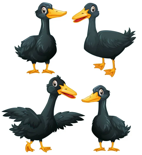 Patos negros em quatro ações — Vetor de Stock