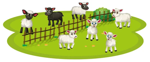Beyaz koyun ve çiftlikte siyah koyun — Stok Vektör