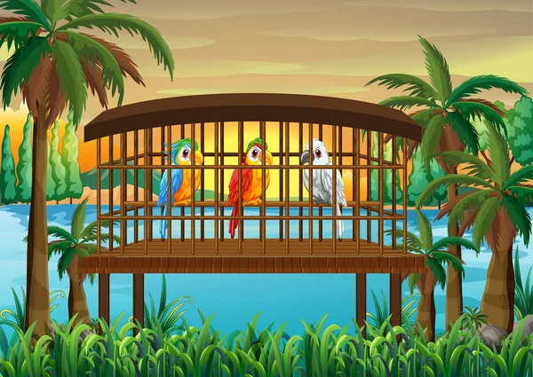 Tre pappagalli in gabbia di legno — Vettoriale Stock
