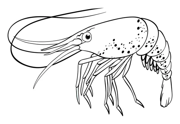 Doodle animal outline of shrimp — Stock Vector