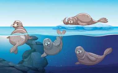 Okyanusta yüzmeye mühürler