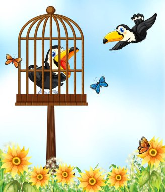 Bahçede iki toucan kuş