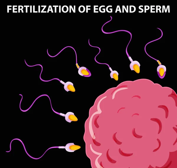 Διάγραμμα που δείχνει τη γονιμοποίηση των αυγών και του σπέρματος — Διανυσματικό Αρχείο