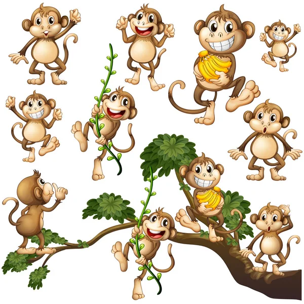 Macacos selvagens em diferentes ações — Vetor de Stock