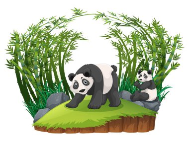 Bambu ormandaki iki pandalar