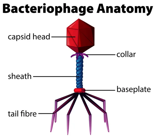 Diagramm mit Bakteriophagen-Anatomie — Stockvektor