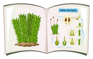 Kitap gösteren yaşam döngüsü yosun